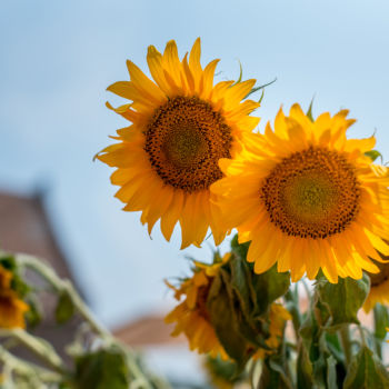 Silberhochzeit - Schloss Diersfordt - Sonnenblumen