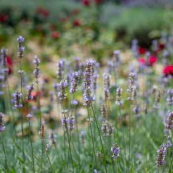 Silberhochzeit - Blumenwiese Sommer